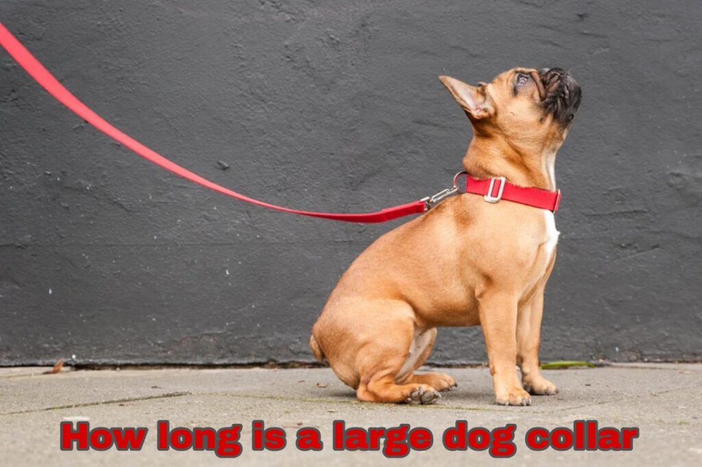 how long is a large dog collar