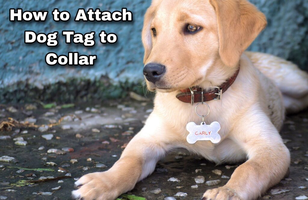 How to Attach Dog Tag to Collar