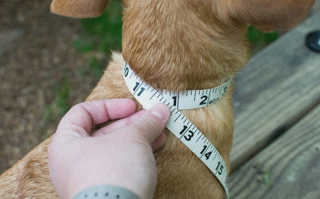 Measuring Your Dog's Neck for a Collar