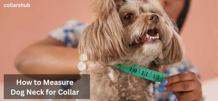 how to measure dog neck for collar