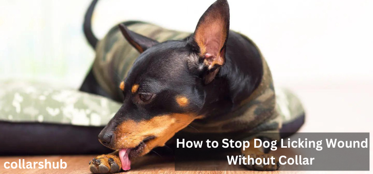how to stop dog licking wound without collar