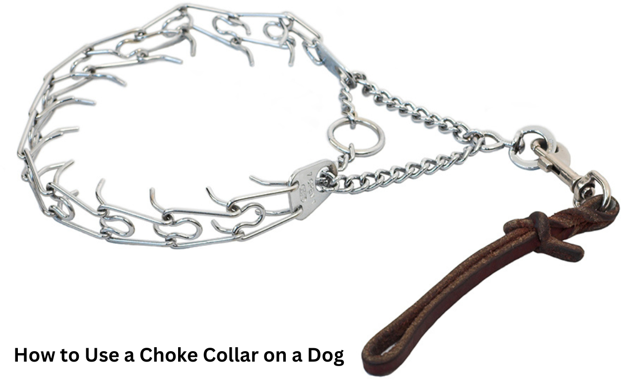 How to Use a Choke Collar on a Dog