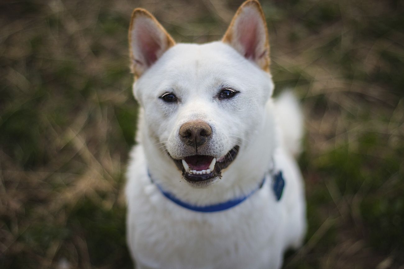 Shiba dog with blue collar