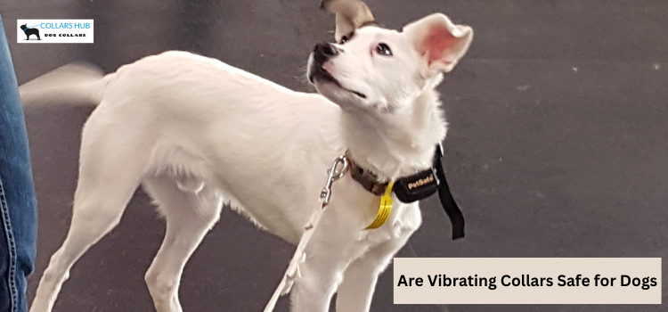 are vibrating collars safe for dogs