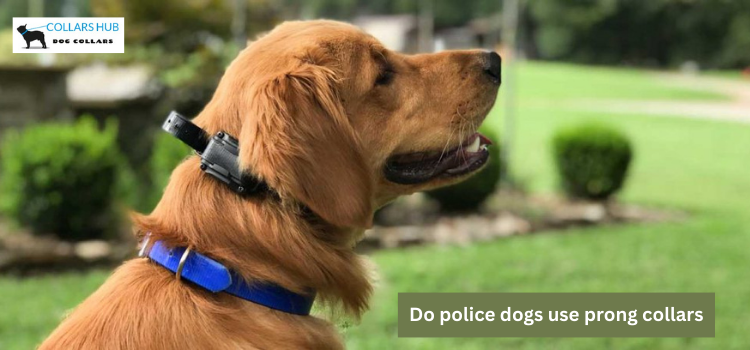 do police dogs use prong collars