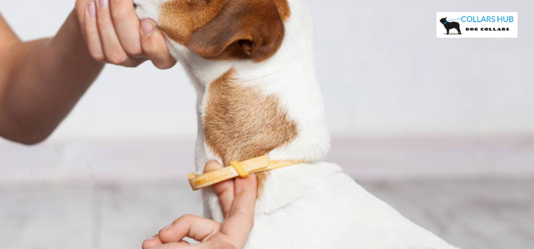 how do flea collars for dogs work