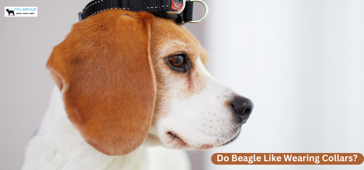 Do Beagle Like Wearing Collars