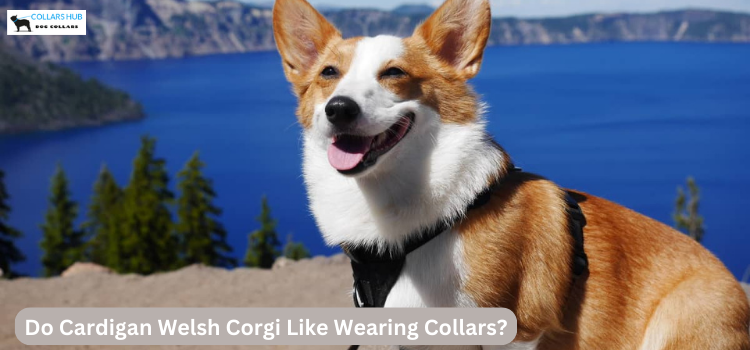 Do Cardigan Welsh Corgi Like Wearing Collars?
