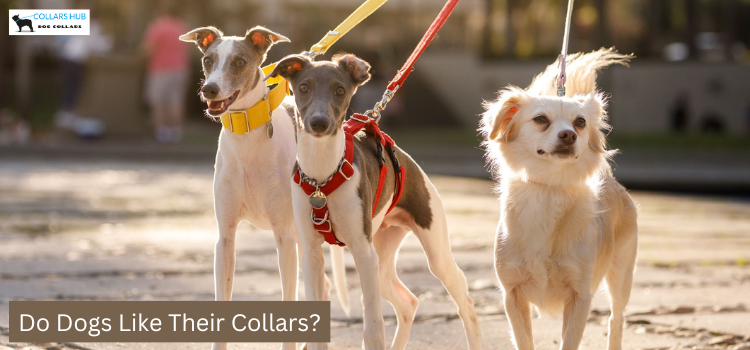 do dogs like their collars