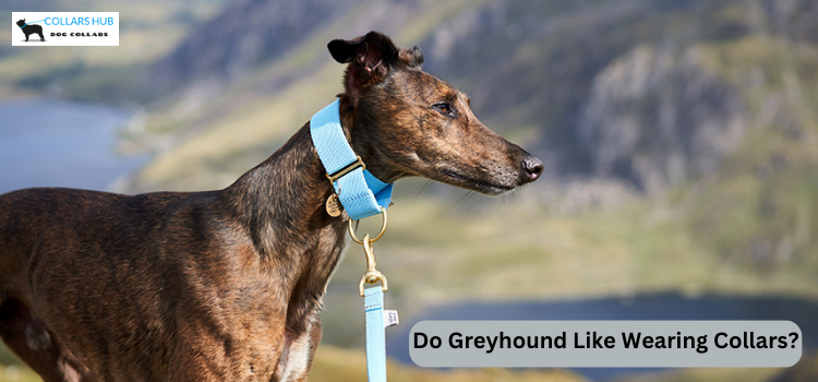 Do Greyhound Like Wearing Collars