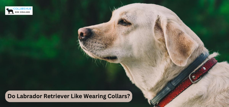 Do Labrador Retriever Like Wearing Collars