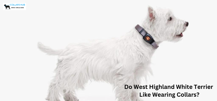 Do West Highland White Terrier Like Wearing Collars